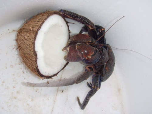 Пальмовый вор или кокосовый краб (лат. Birgus latro) (англ. Coconut crab)