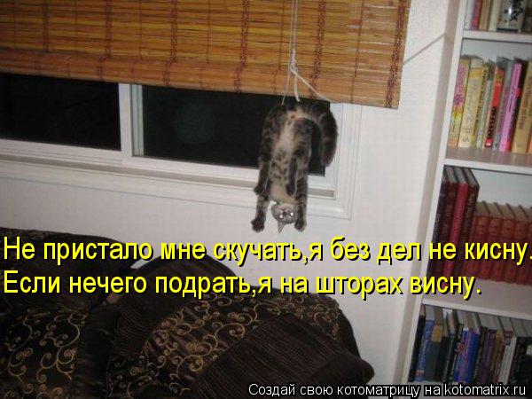 Котоматрица: Не пристало мне скучать,я без дел не кисну. Если нечего подрать,я на шторах висну.