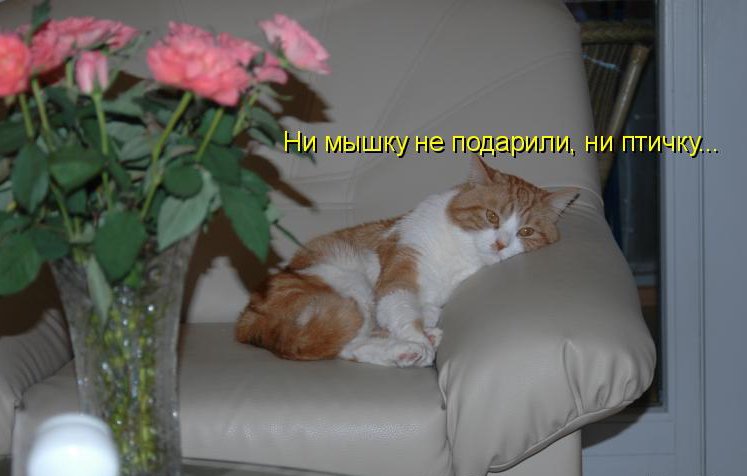 КОТЭ как есть КОТЭ