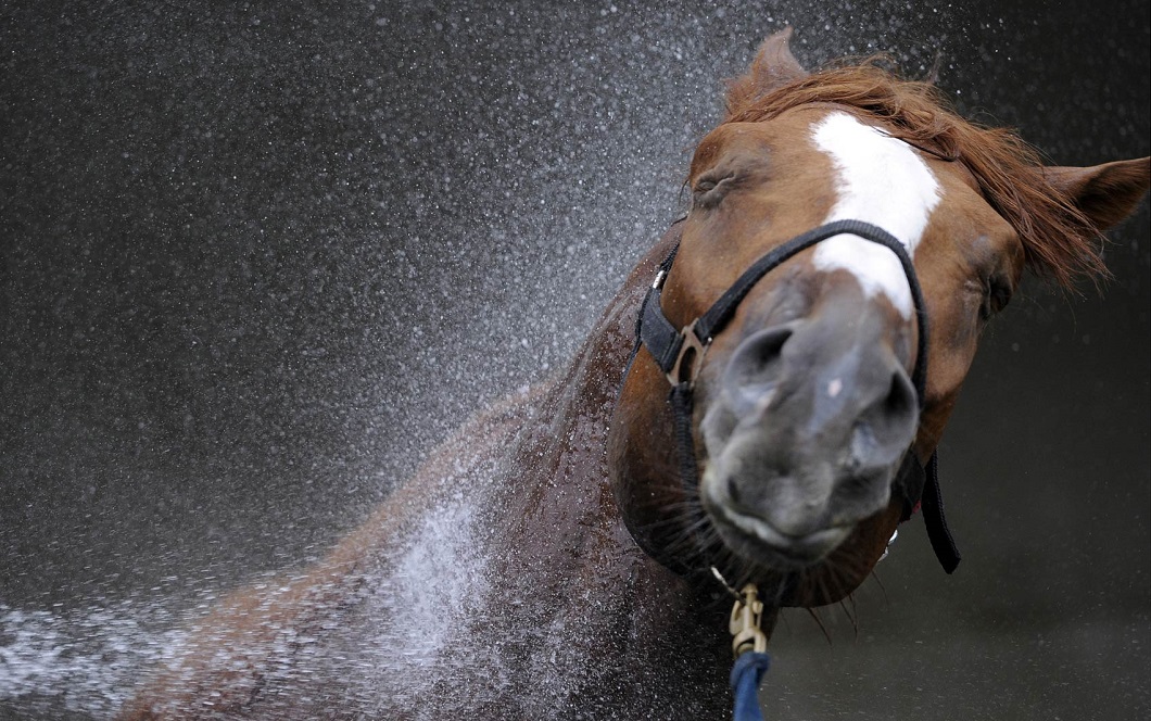 luchshie fotografii zhivotnyx 1 Лучшие фотографии животных со всего мира за неделю