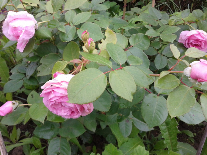 Фото-0298 (700x525, 168Kb)