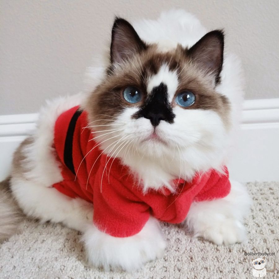 Смешные и забавные кошки