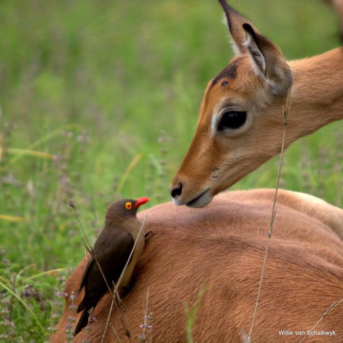 animals (64) (700x700, 58Kb)