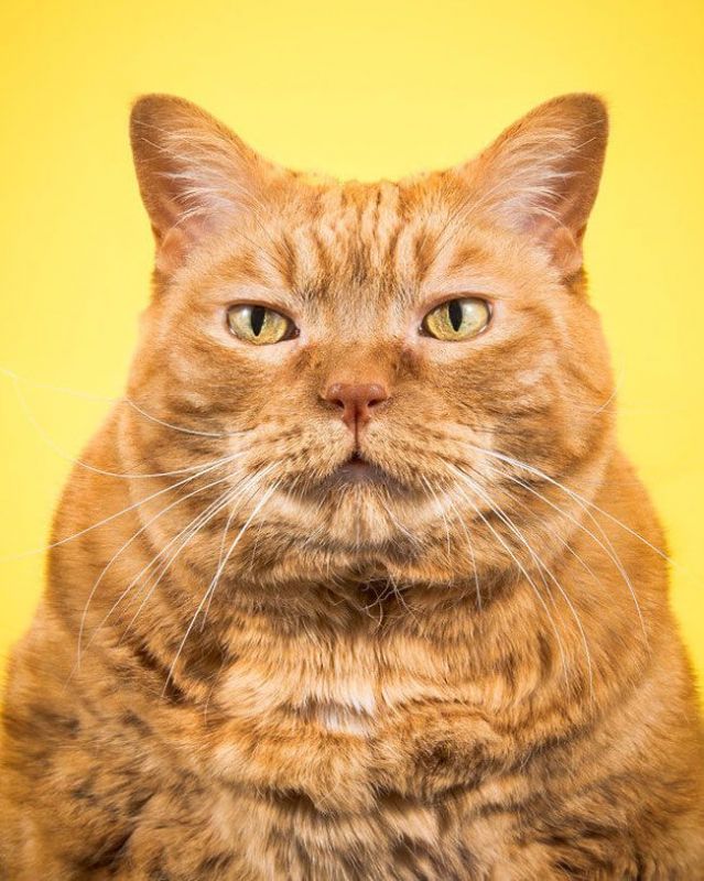 Толстые коты (15 фото)