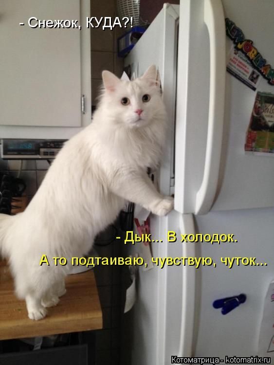 Лучшие котоматрицы недели