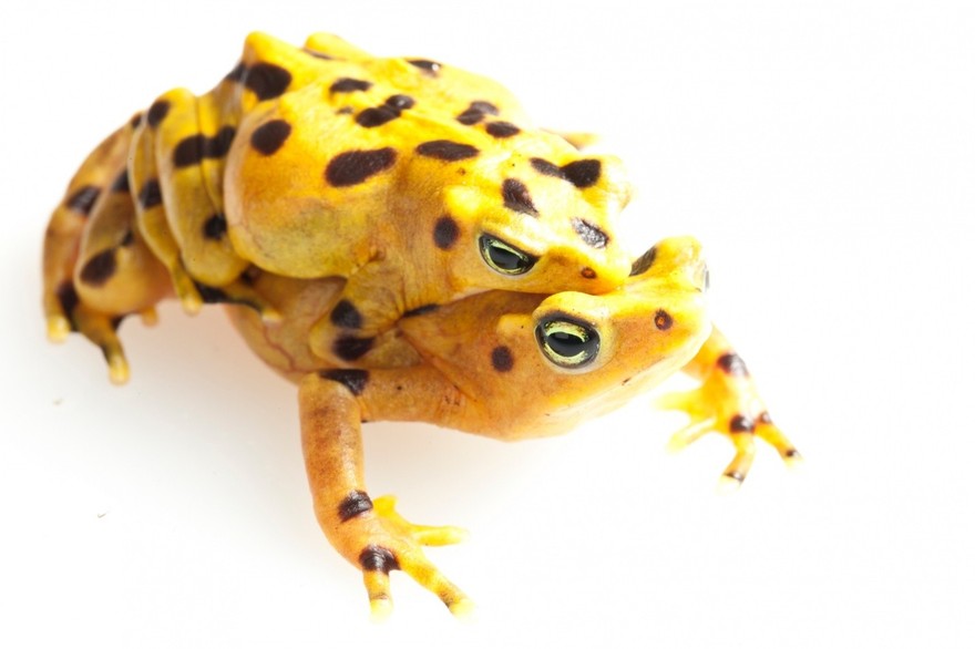 InSearchOfLostFrogs19    :       