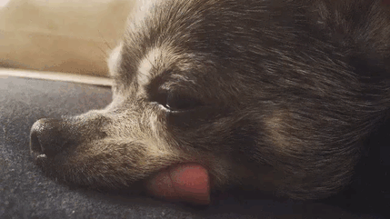 senior-dog-adoption-chihuahua-julie-docherty-34