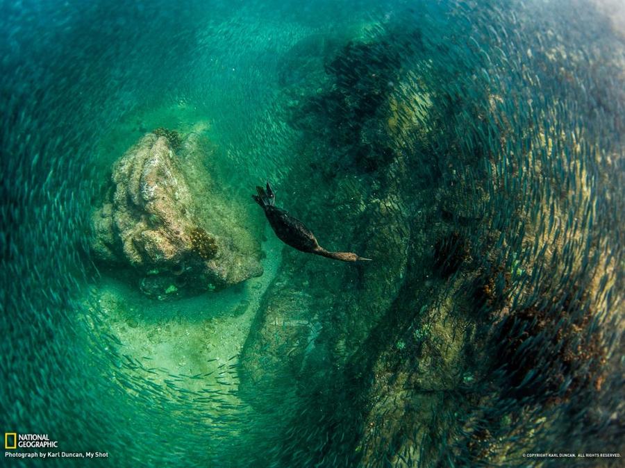 Лучшие фотографии National Geographic за январь Лучшие фотографии National Geographic за январь
