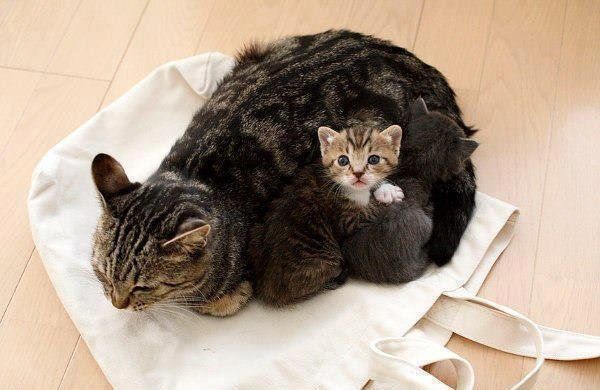 Кошачьей мерзлявости пост Мерзляки