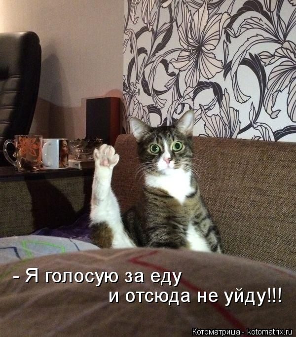 Лучшие котоматрицы недели