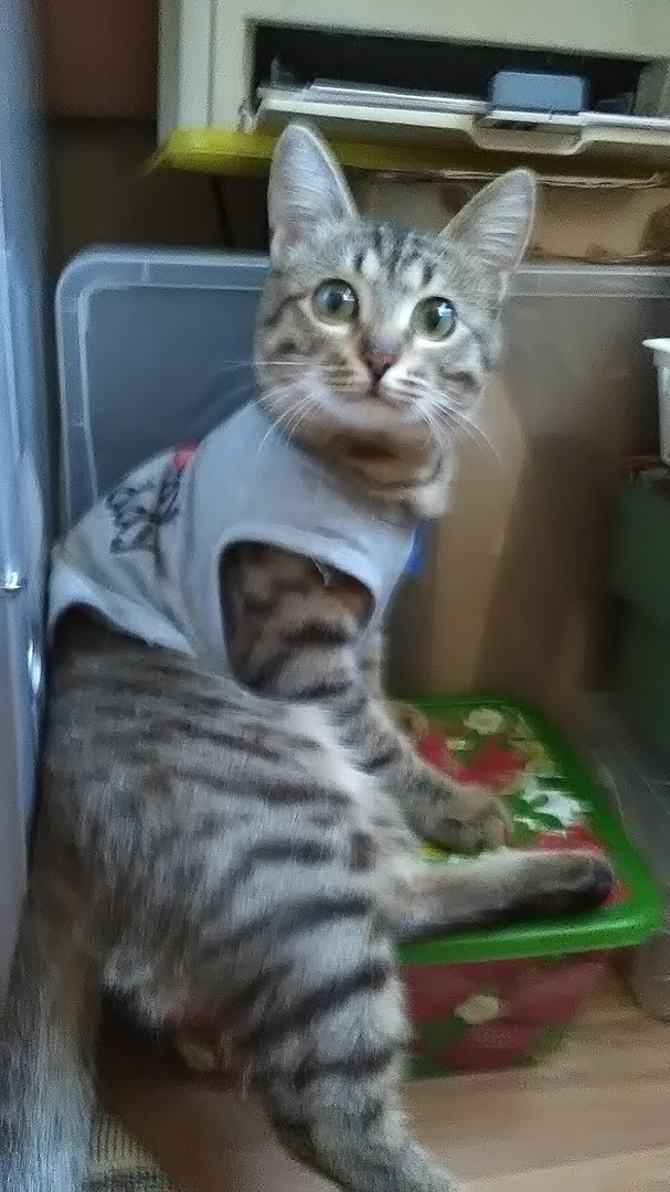 девушка приютила кота полосатый кот