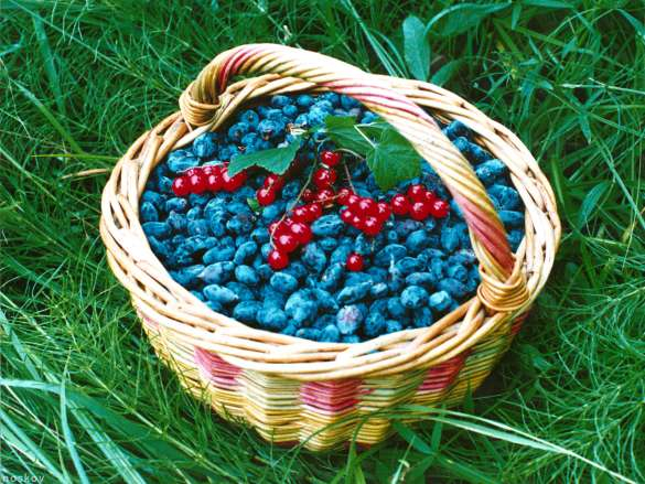 КАК УВЕЛИЧИТЬ УРОЖАЙ ЖИМОЛОСТИ