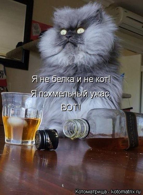 Лучшие котоматрицы недели