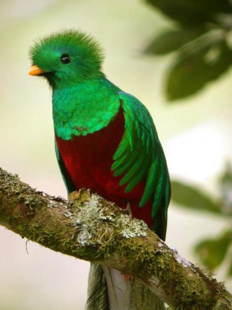    (. Pharomachrus mocinno) (. Resplendent Quetzal)