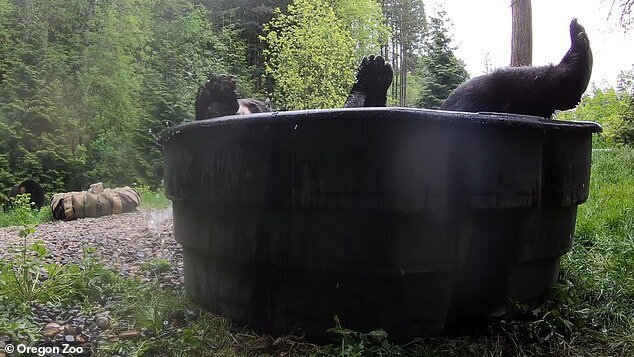 Медведь в зоопарке пристрастился к ванне и теперь плещется в ней постоянно