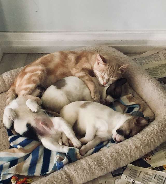 Кошка потеряла своих котят, но заменила маму осиротевшим щенкам Кошка потеряла своих котят, но заменила маму осиротевшим щенкам