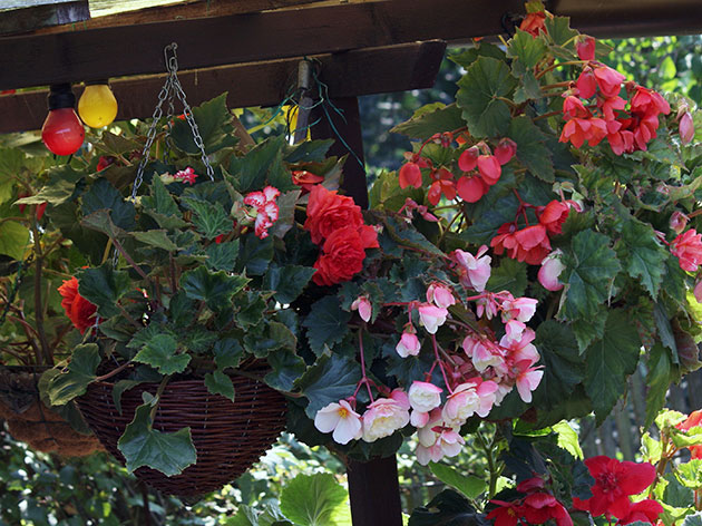 Бегония ампельная (Begonia x tuberhybrida pendula)