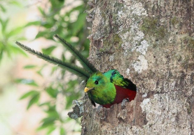    (. Pharomachrus mocinno) (. Resplendent Quetzal)