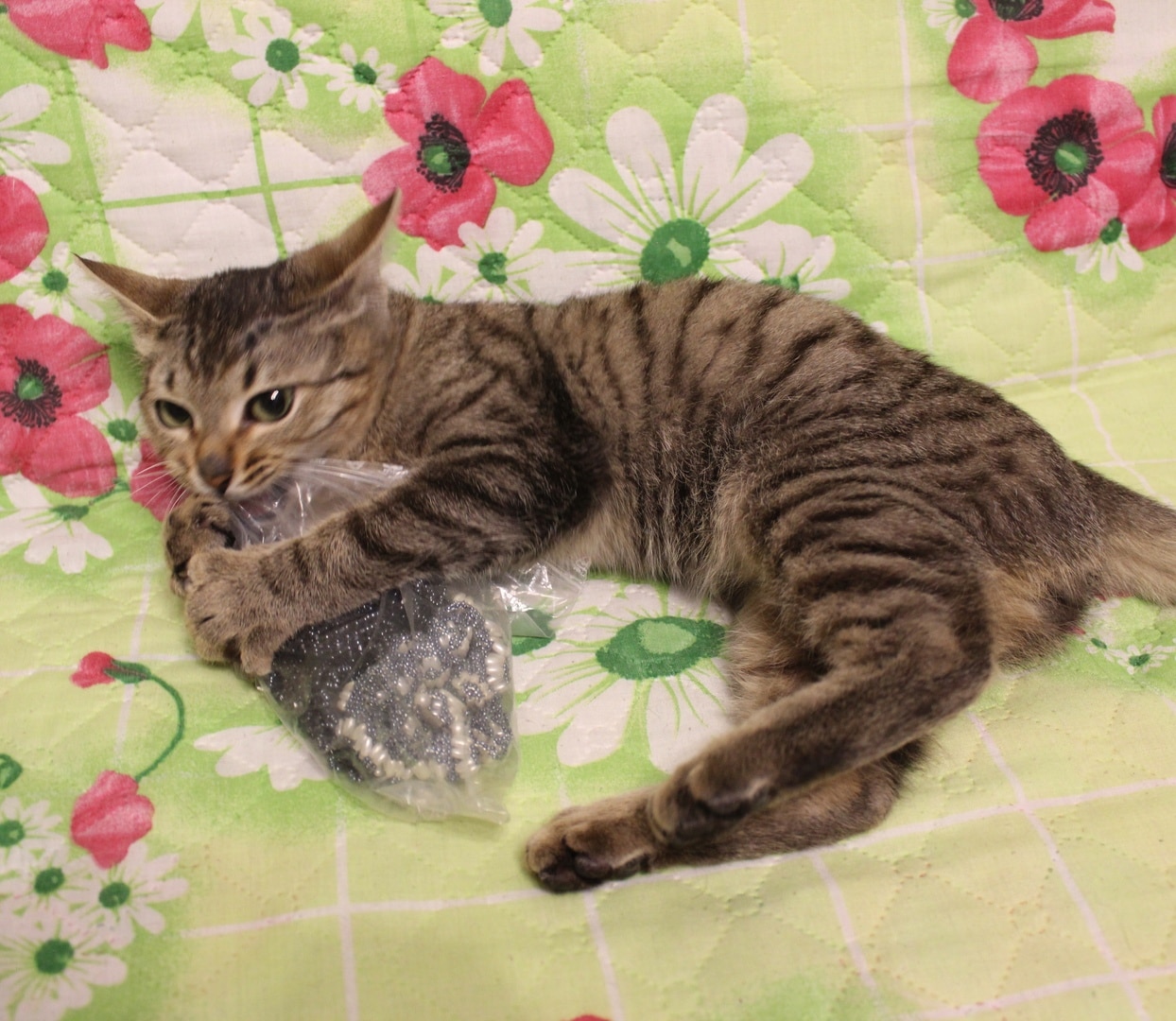 помощь коту кот на кровати