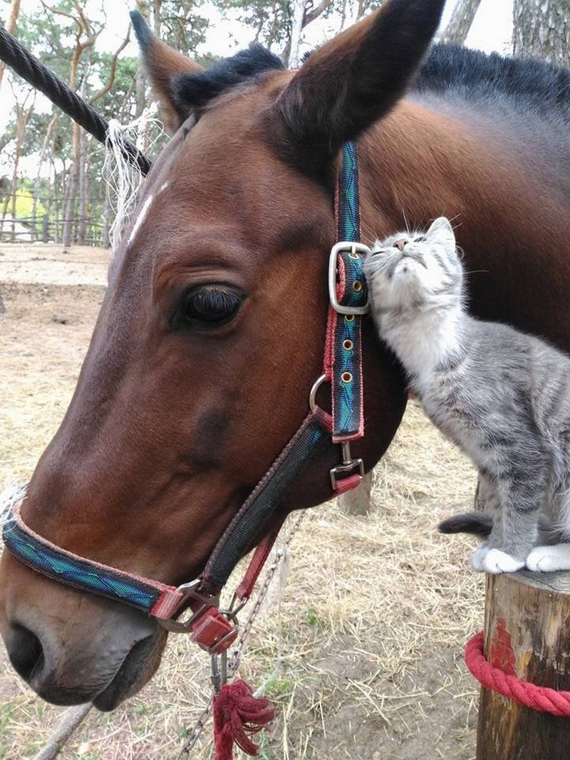 Забавные и милые животные заряжают позитивом