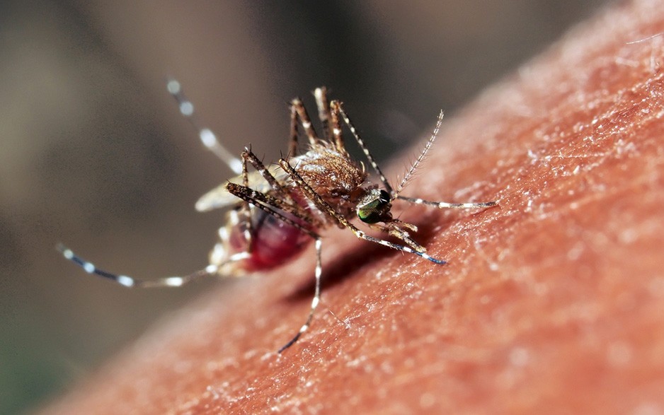 killinganimals17 Животные, которые нас убивают