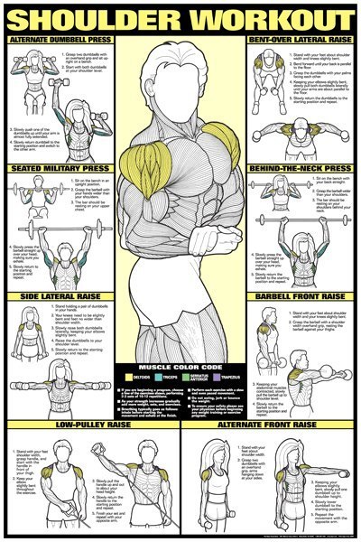 Workout & muscle