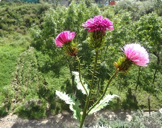 Мастер-класс Квиллинг ЧЕРТОПОЛОХ Бумага Бумага гофрированная Клей Проволока фото 30