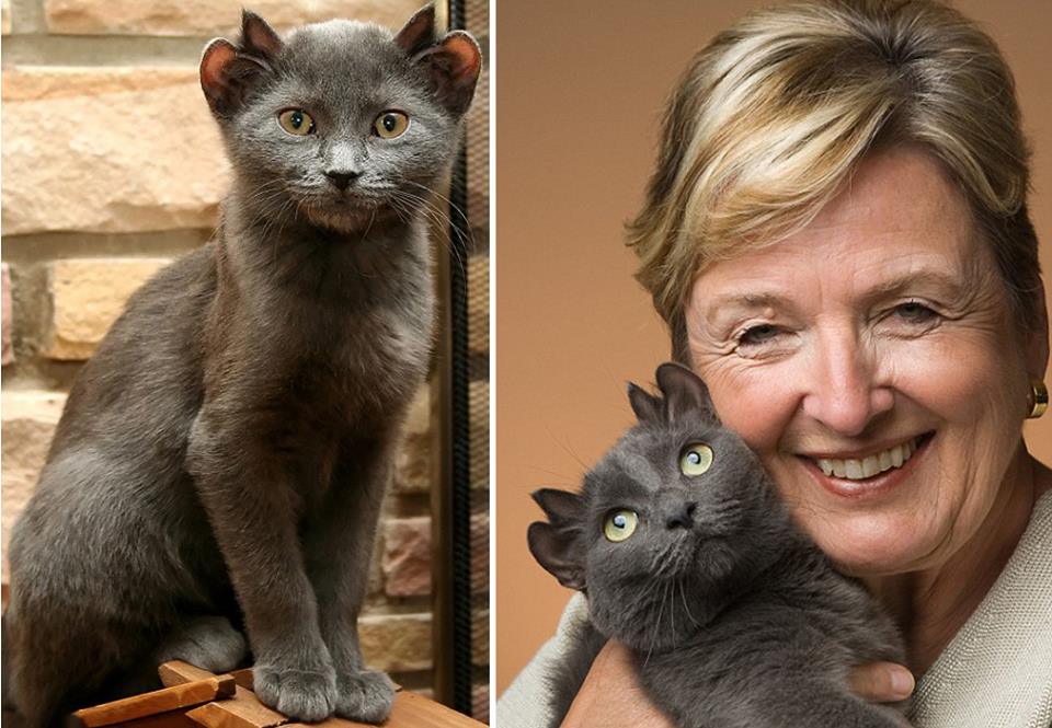 котенок с четырьмя ушами кот с хозяйкой
