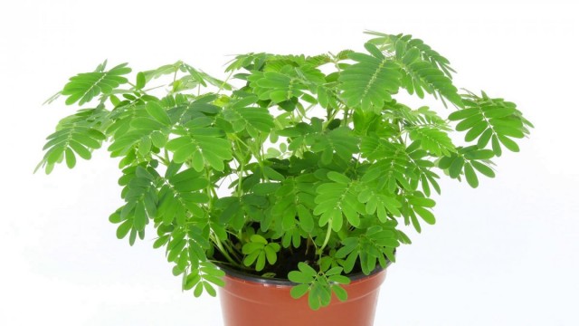 Мимоза стыдливая (Mimosa pudica) Мимоза стыдливая (Mimosa pudica)