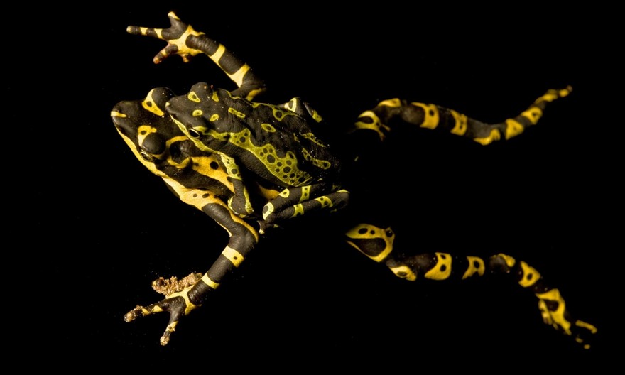 InSearchOfLostFrogs23    :       