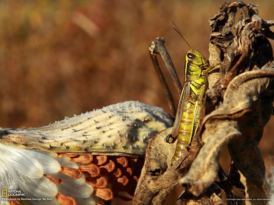 Лучшие фотографии National Geographic за январь Лучшие фотографии National Geographic за январь