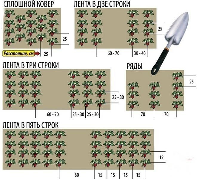 КАК САЖАТЬ КЛУБНИКУ В АВГУСТЕ, ЧТОБЫ НЕ БЕСПОКОИТЬСЯ ОБ УРОЖАЕ В СЛЕДУЮЩЕМ ГОДУ? КАК САЖАТЬ КЛУБНИКУ В АВГУСТЕ, ЧТОБЫ НЕ БЕСПОКОИТЬСЯ ОБ УРОЖАЕ В СЛЕДУЮЩЕМ ГОДУ?