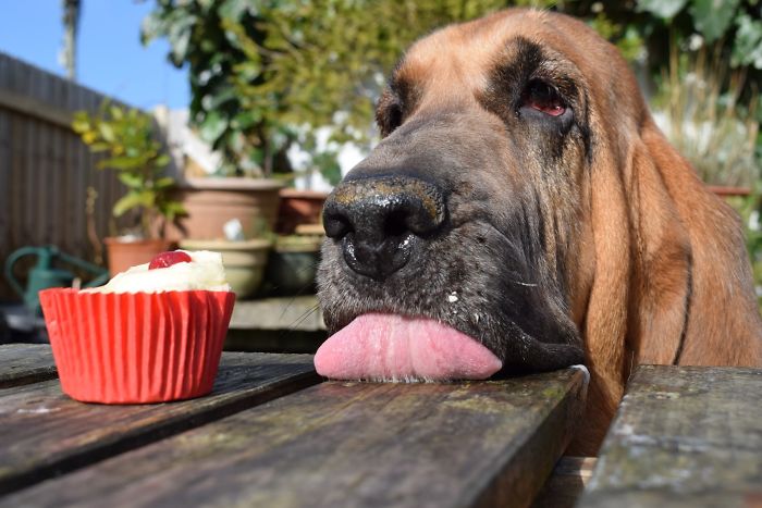 Young Pup Photographer (under 11s) 1st Place Winner Dylan Jenkins, UK