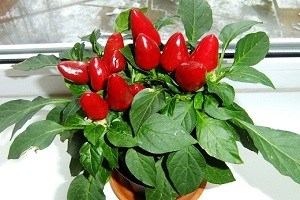8 удивительных продуктов, которые можно выращивать на подоконнике 8 удивительных продуктов, которые можно выращивать на подоконнике