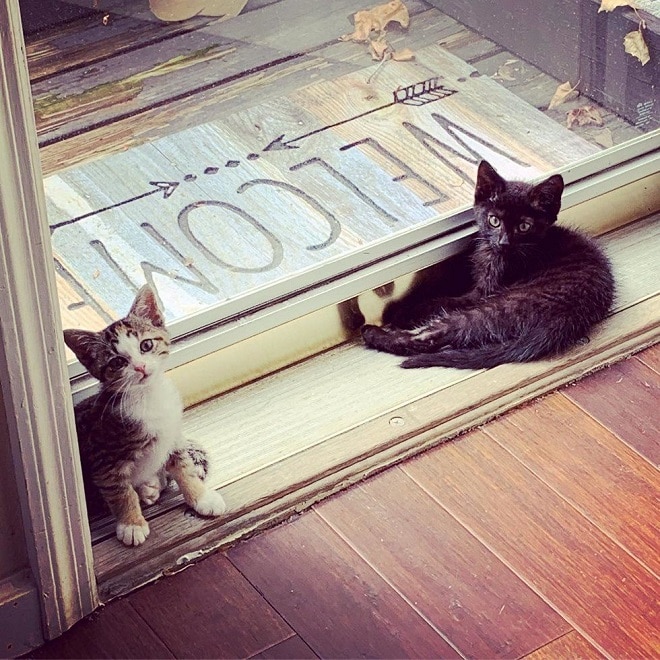 Котята у окна Двое котят