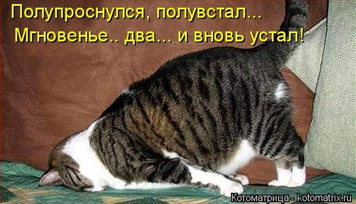 Лучшие котоматрицы недели