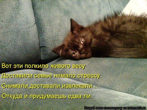 Самая убойная котоматрица Самая убойная котоматрица