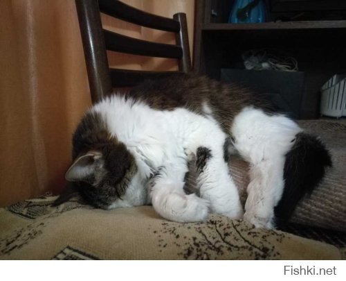 Очень усталые котики