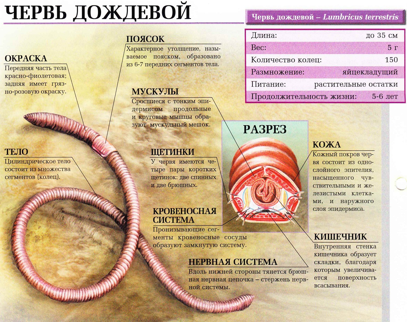 Сколько Червей В Коробке В Магазине