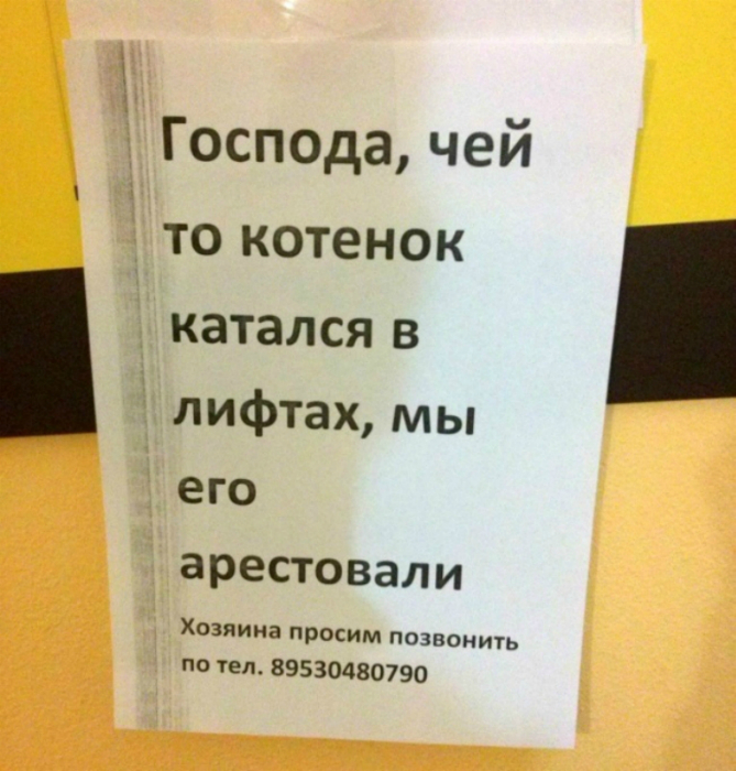 Котенок-хулиган ждет своих хозяев в детской комнате милиции! Котенок-хулиган ждет своих хозяев в детской комнате милиции!