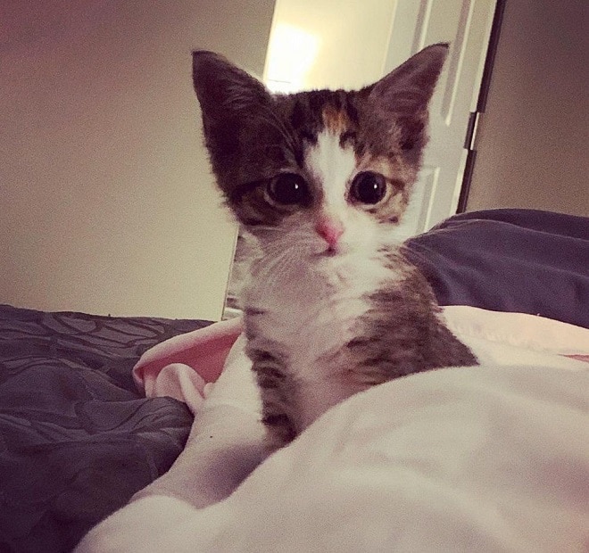 Котенок куда-то смотрит Котенок в доме