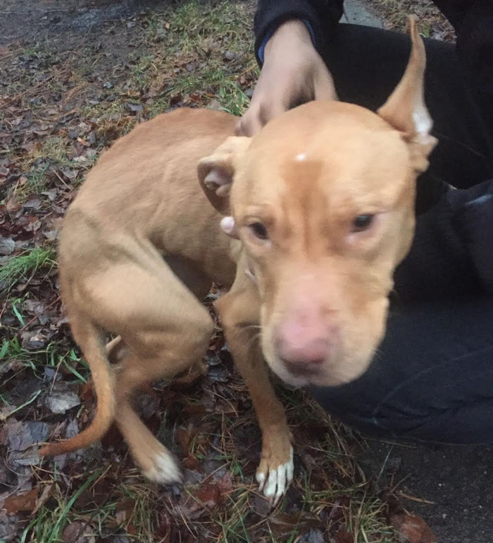 rescued-pit-bull-firehouse-dog-ashley-1