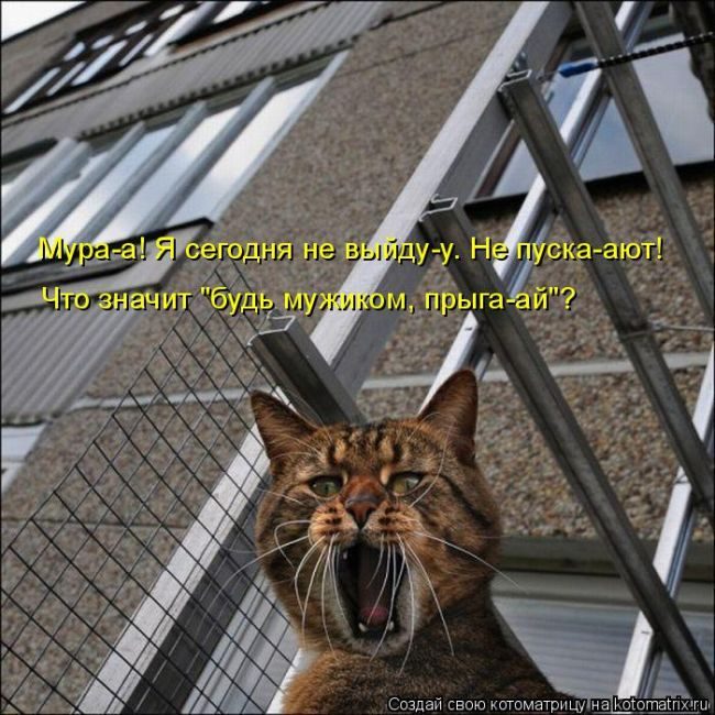 Лучшие котоматрицы недели