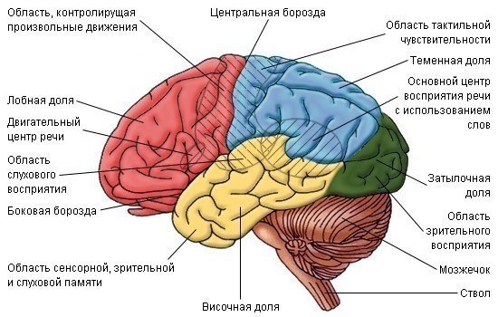 Человеческий мозг. интересные факты