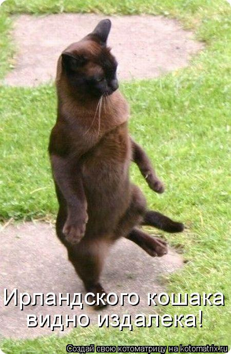 kotomatritsa_hV (450x691, 283Kb)