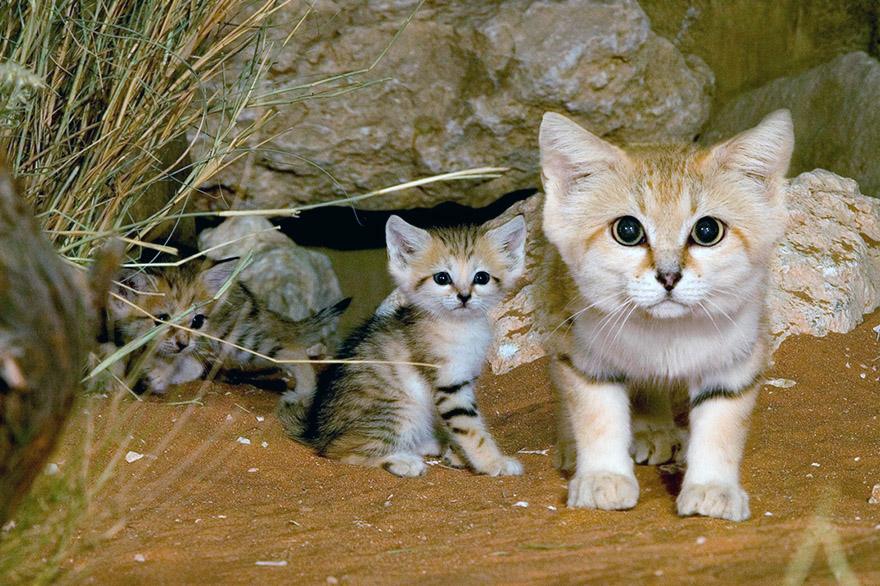 12 диких кошек, о которых знают не все. Краткий обзор 12 диких кошек, о которых знают не все. Краткий обзор