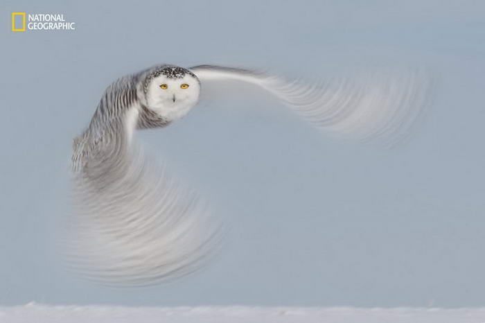 10 потрясающих фотографий дикой природы с конкурса National Geographic Nature Photographer of the Year Contest 10 потрясающих фотографий дикой природы с конкурса National Geographic Nature Photographer of the Year Contest