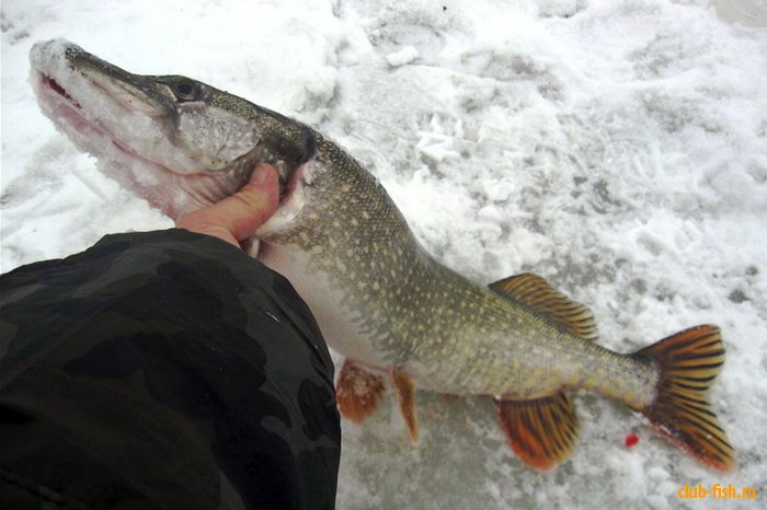 Зимняя рыбалка на жерлицы - конструкции зимних жерлиц.