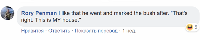 Скромняга пес не растерялся, когда к дому подбежали воры Скромняга пес не растерялся, когда к дому подбежали воры история, история спасения, помощь животным, собака, собаки, спасение животных