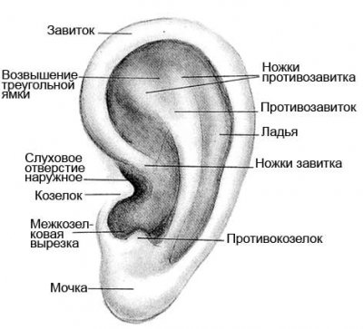 О чем могут рассказать уши О чем могут рассказать уши
